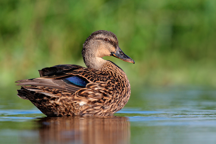 Mottled Duck