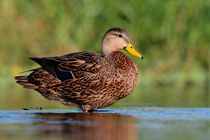 Mottled Duck