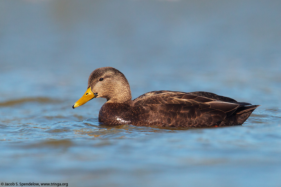 American Black Duck