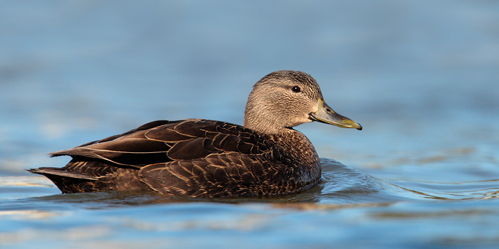 American Black Duck