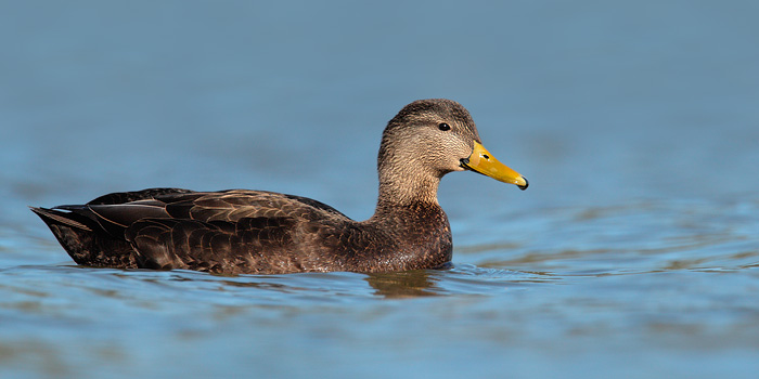 American Black Duck