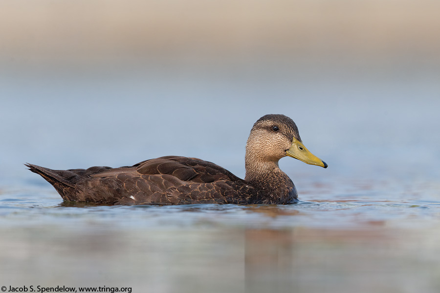 American Black Duck