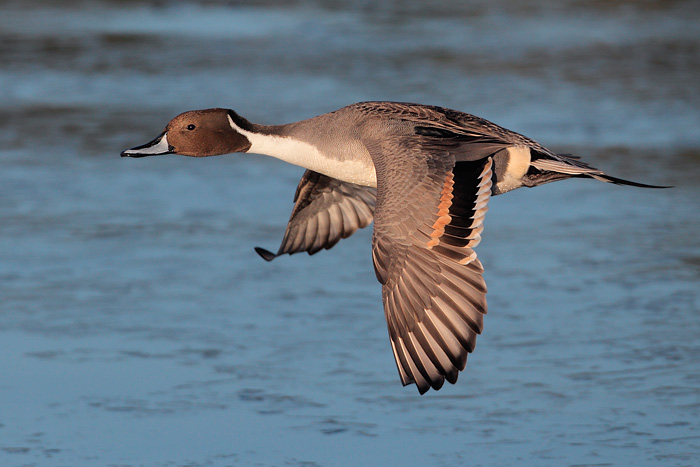 Northern Pintail