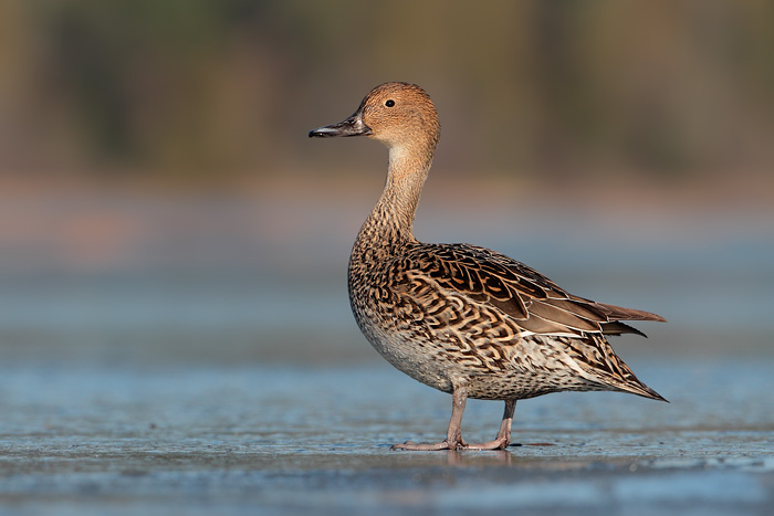 Northern Pintail