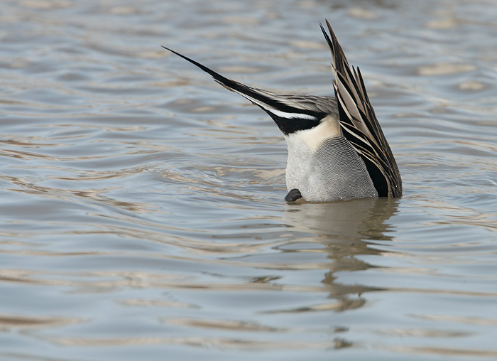 Northern Pintail