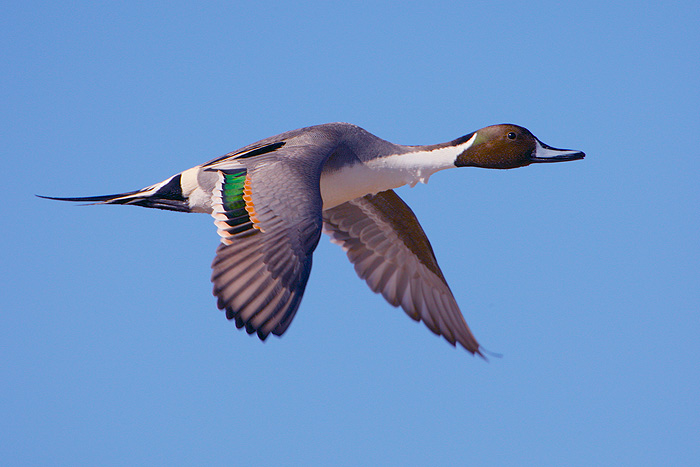 Northern Pintail