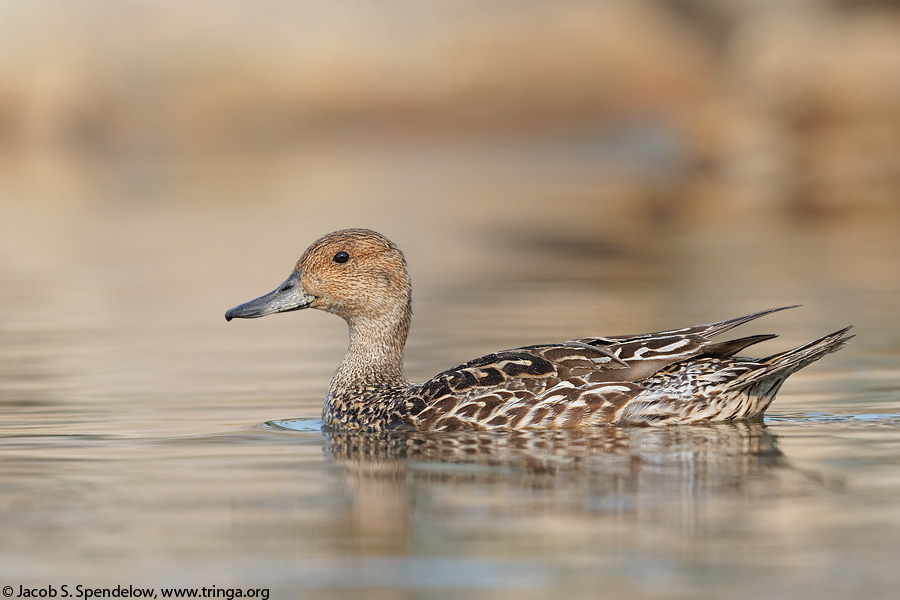 Northern Pintail