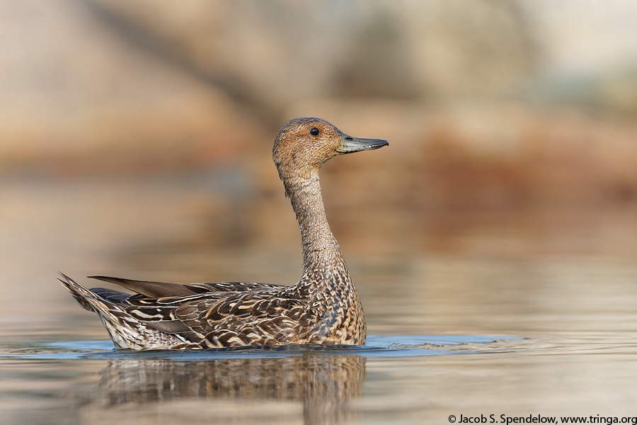 Northern Pintail