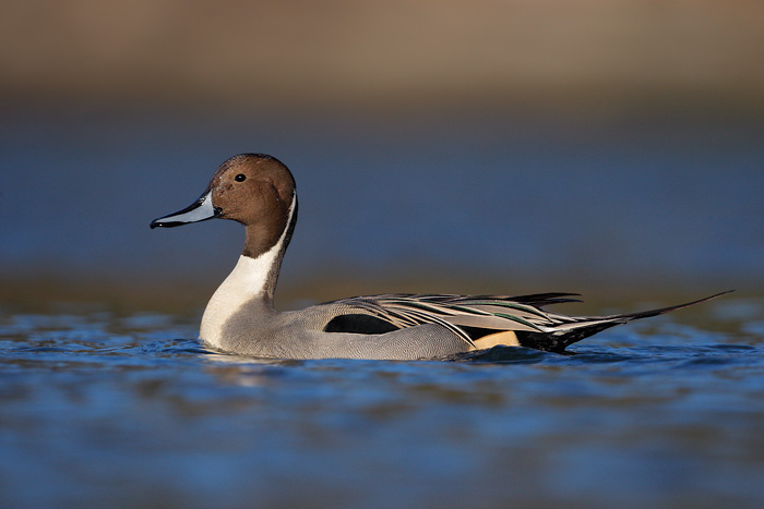 Northern Pintail