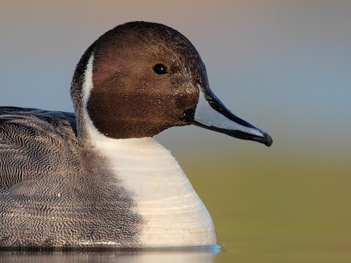 Northern Pintail