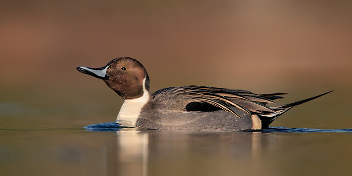 Northern Pintail