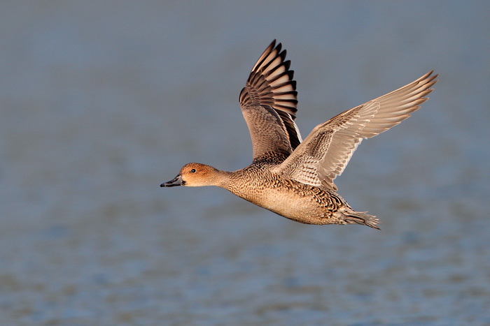 Northern Pintail