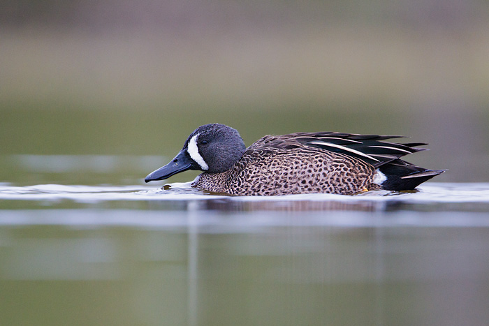 Blue-winged Teal