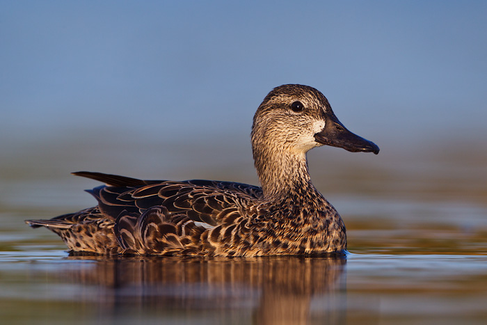 Blue-winged Teal