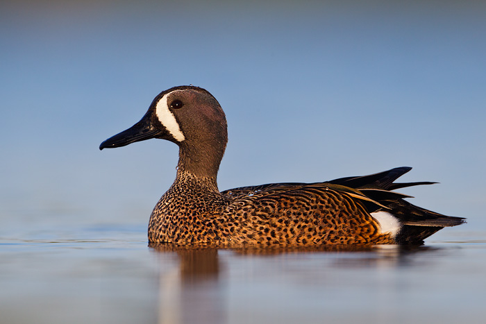 Blue-winged Teal