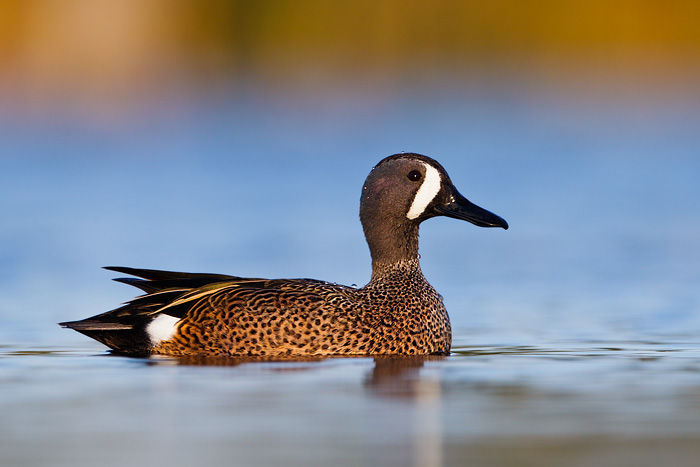 Blue-winged Teal