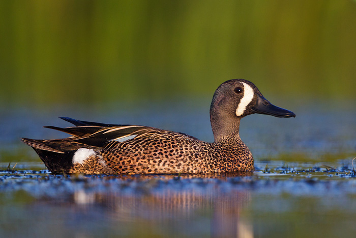 Blue-winged Teal