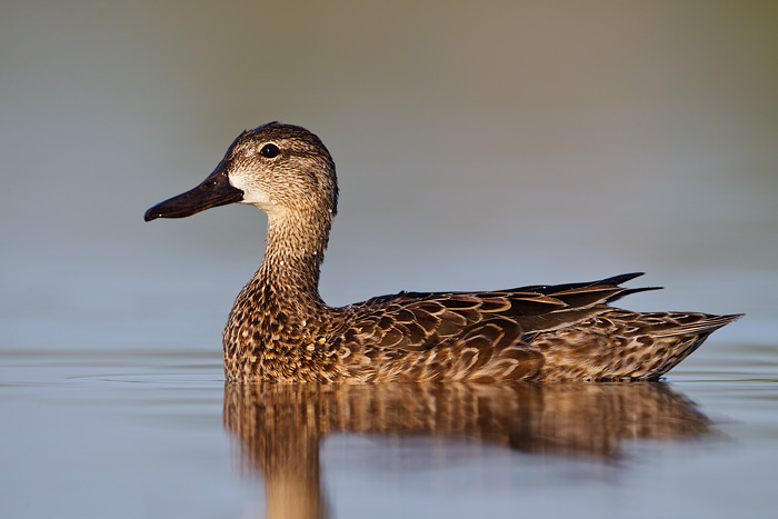 Blue-winged Teal