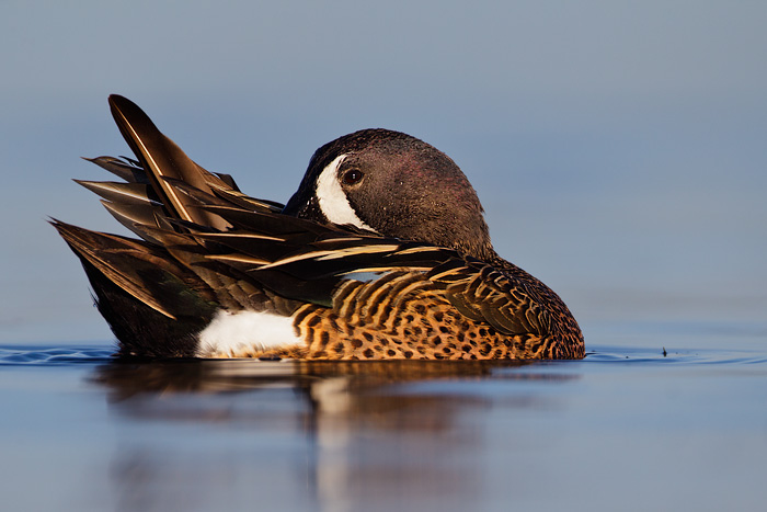 Blue-winged Teal