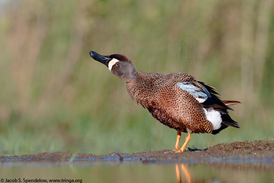 Blue-winged Teal