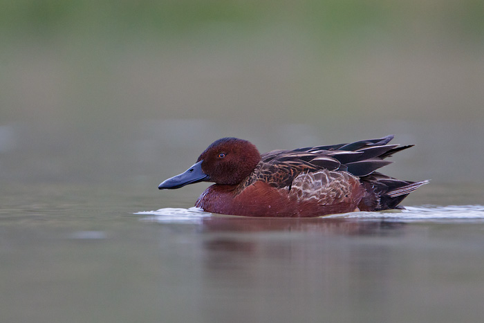 Cinnamon Teal