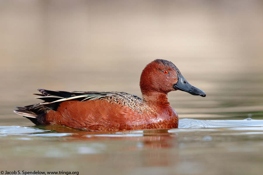 Cinnamon Teal