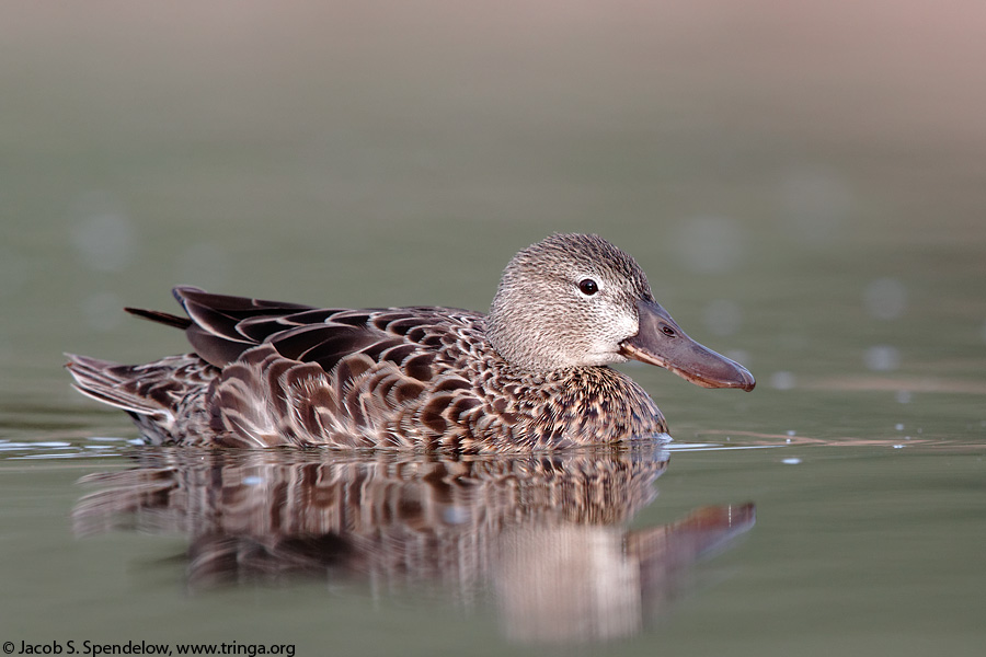 Cinnamon Teal