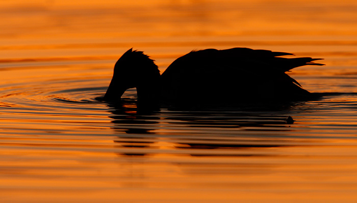 Northern Shoveler