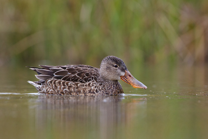 Northern Shoveler