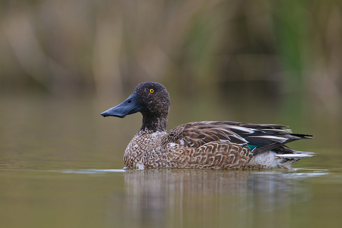 Northern Shoveler