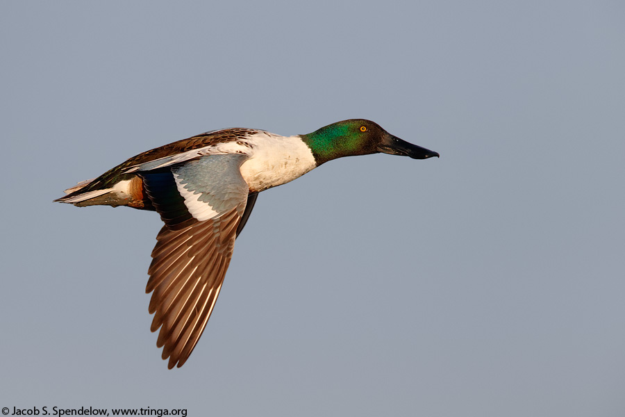 Northern Shoveler