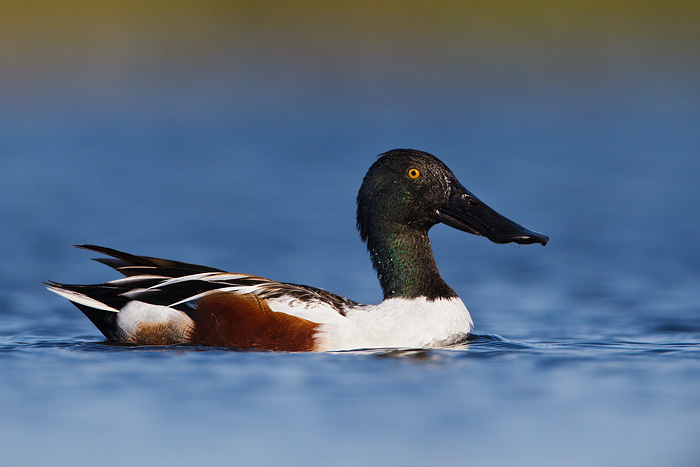 Northern Shoveler