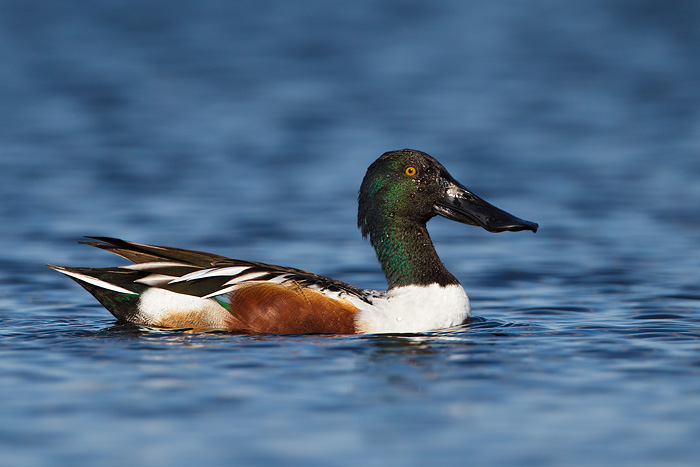 Northern Shoveler