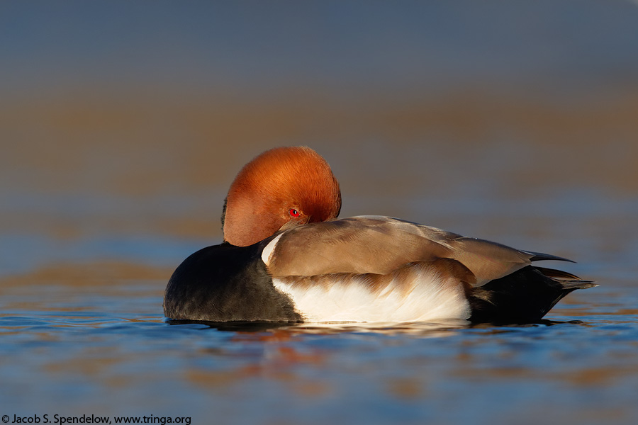 Red-crested Pochard