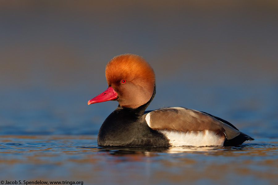 Red-crested Pochard