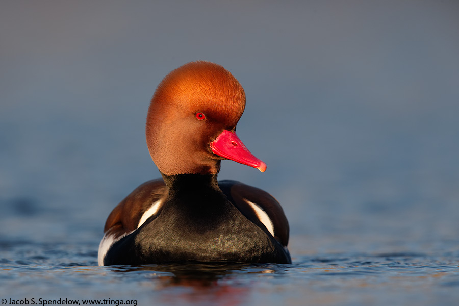 Red-crested Pochard