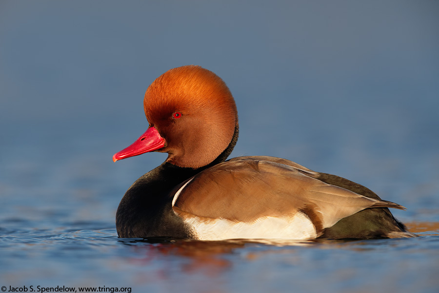 Red-crested Pochard