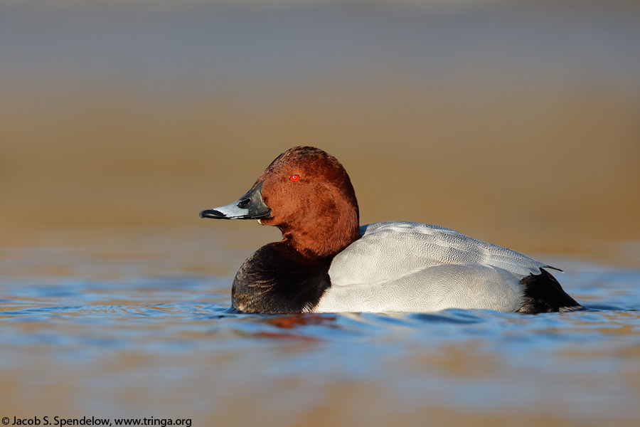 Common Pochard