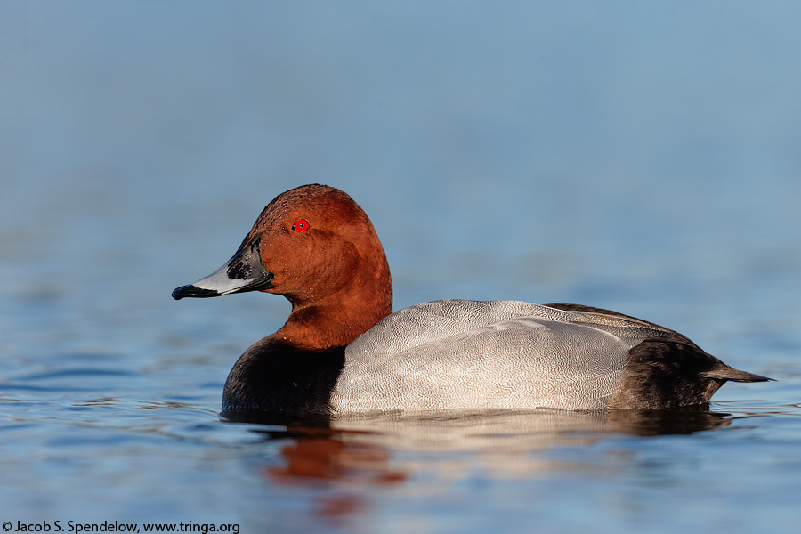 Common Pochard