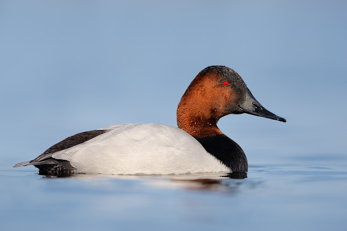 Canvasback