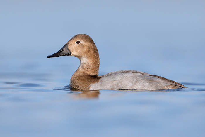 Canvasback