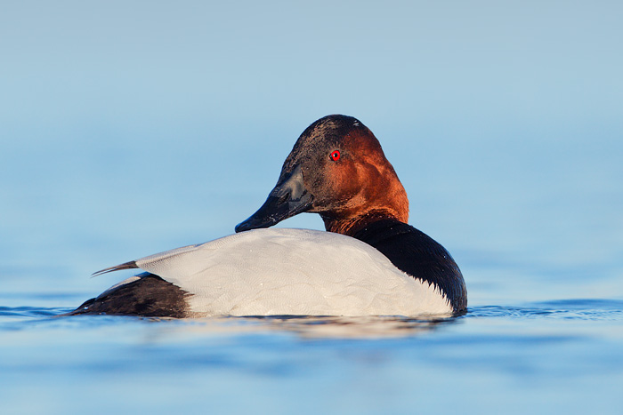 Canvasback