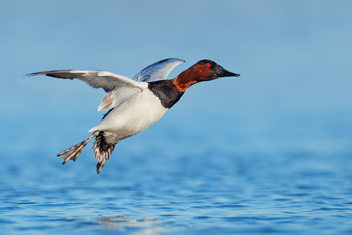 Canvasback