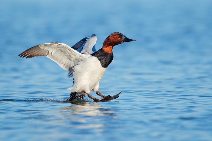 Canvasback