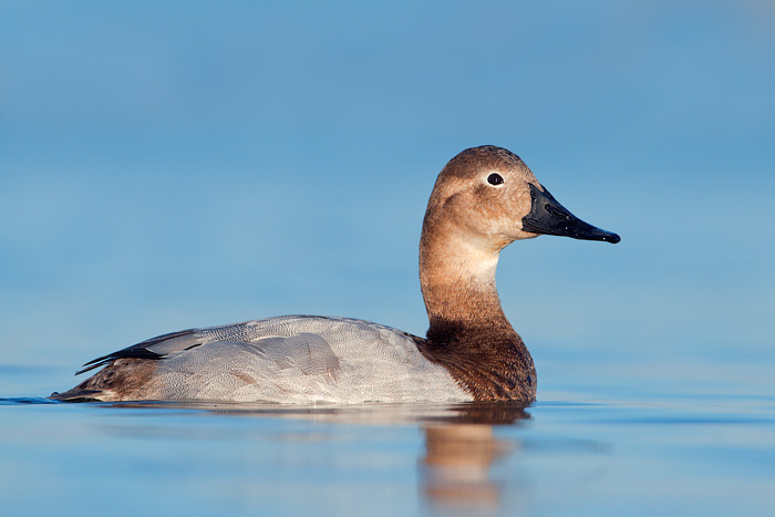 Canvasback