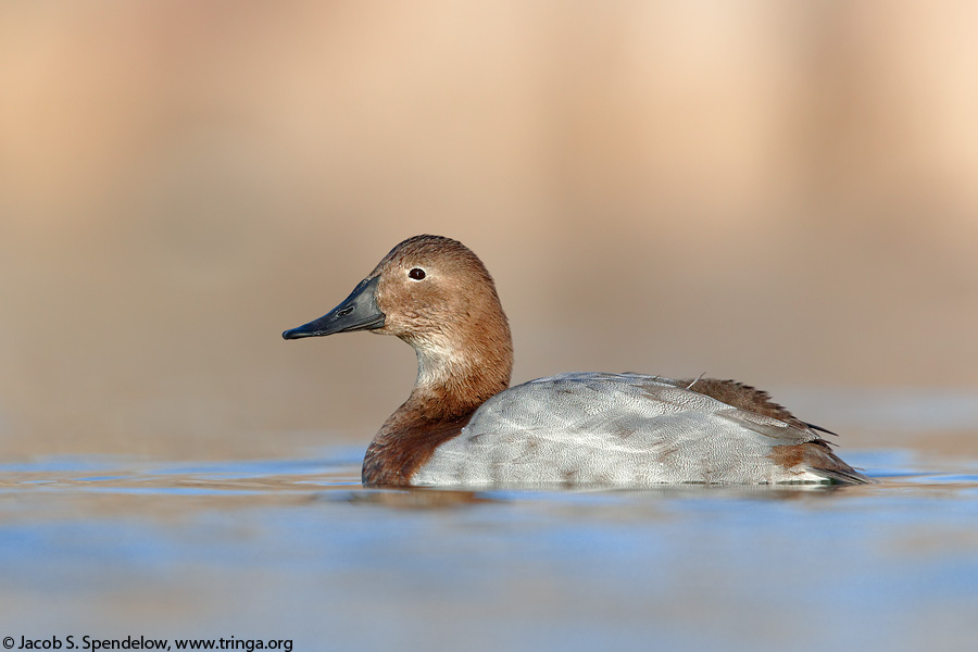 Canvasback