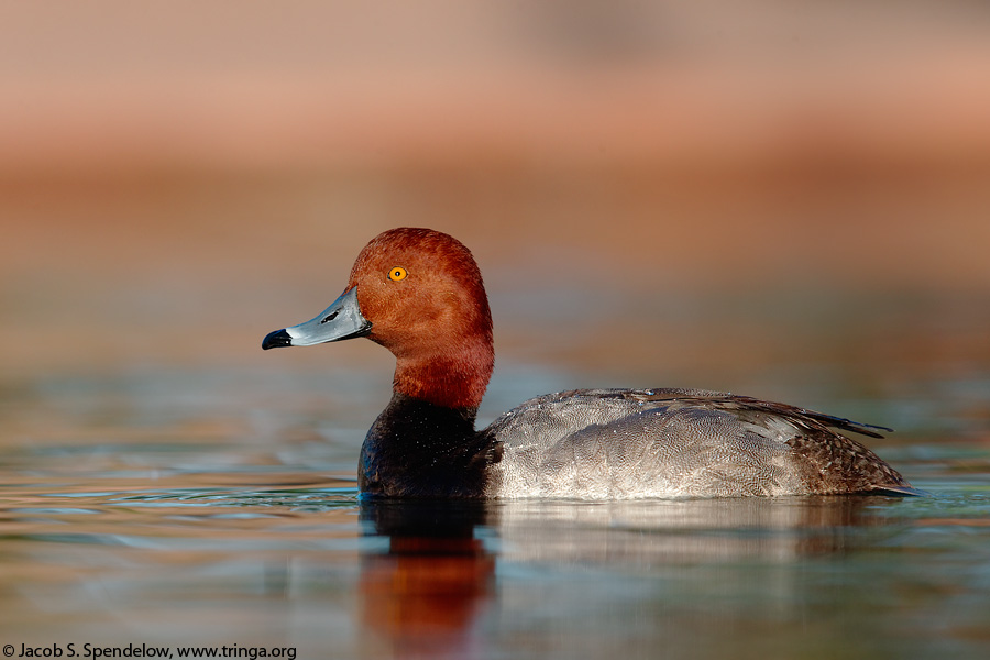 Redhead