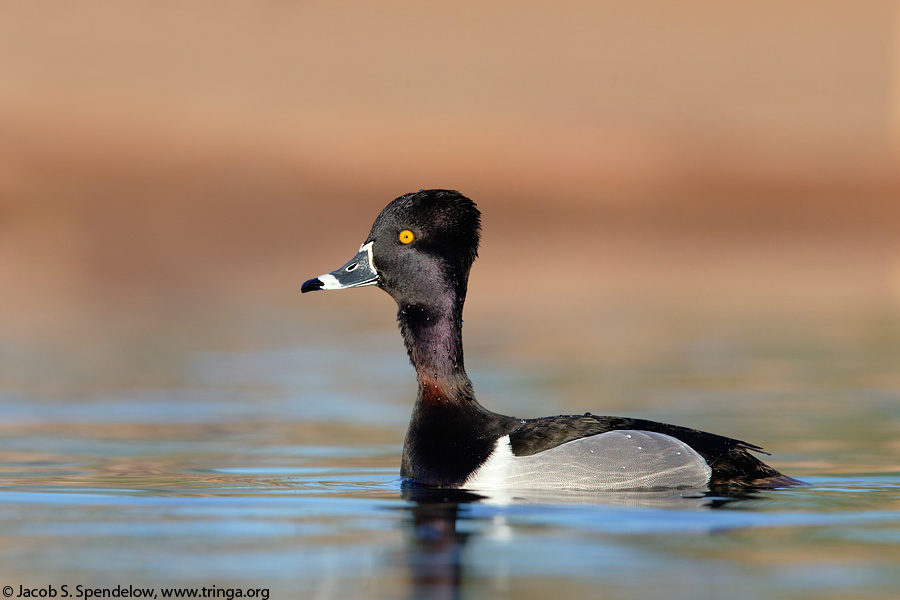 Ring-necked Duck