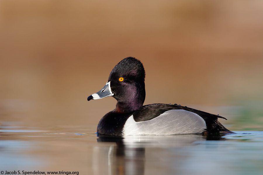 Ring-necked Duck