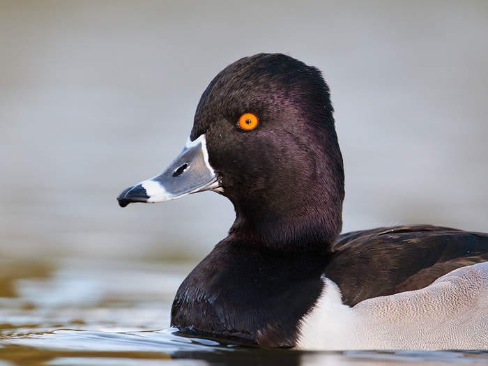 Ring-necked Duck